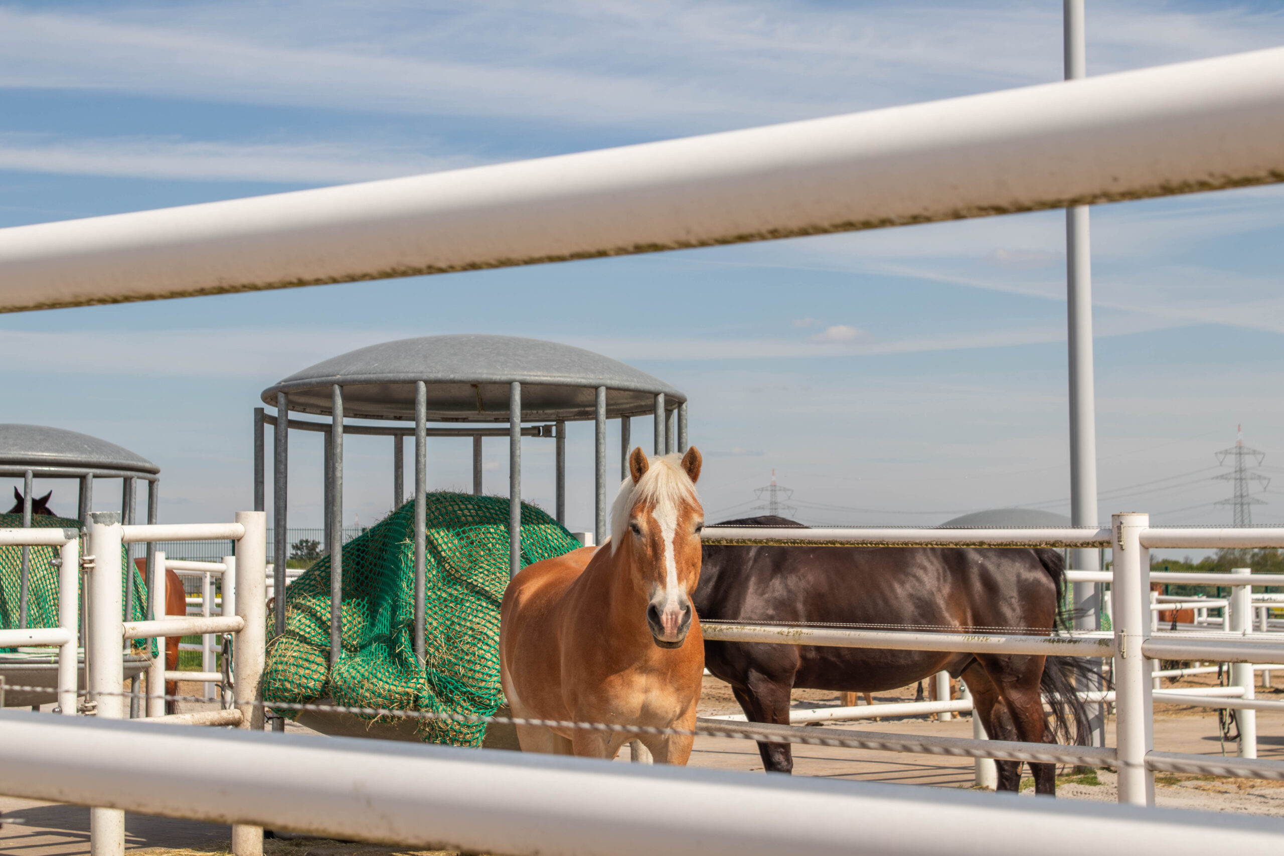 Hofgut Liederbach Paddocks mit Haflinger
