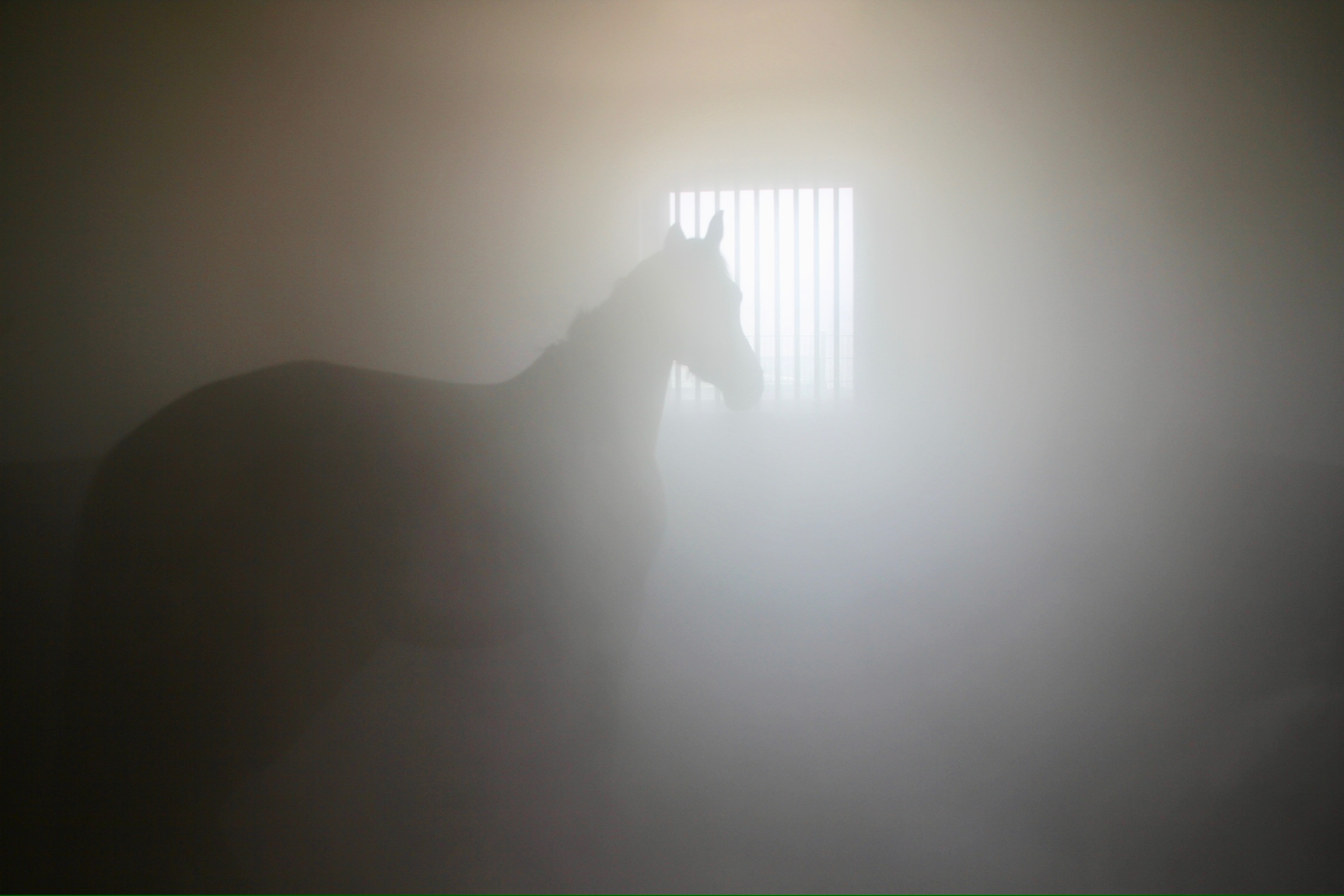 Pferd steht im Nebel einer Solekammer